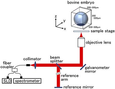 Three-Dimensional Live Imaging of Bovine Preimplantation Embryos: A New Method for IVF Embryo Evaluation